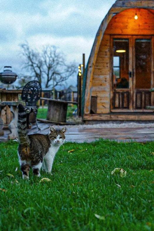 Skipbridge Farm Glamping York Kültér fotó